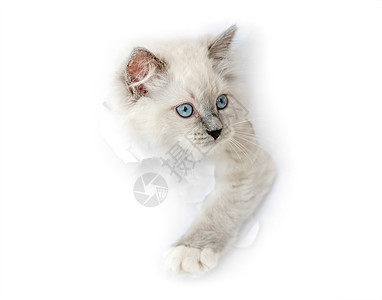 灯光室的拉格多猫白色猫咪爪子工作室动物蓝色哺乳动物毛皮眼睛宠物背景图片