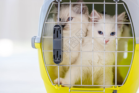 里面有拉格多猫蓝色哺乳动物宠物白色动物工作室眼睛格子篮子猫咪图片