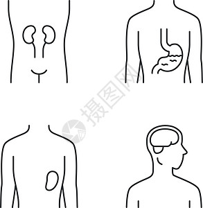 脾脏插画_脾脏卡通_脾脏插图_手绘_板绘_摄图网