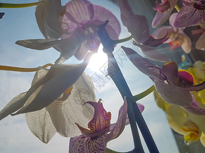 美丽的百合花仰着天空图片