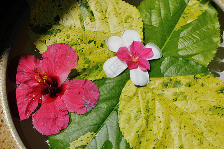 具有美丽花朵本底的水杯石头香气治疗芳香植物群叶子岩石花园杯子花瓣图片