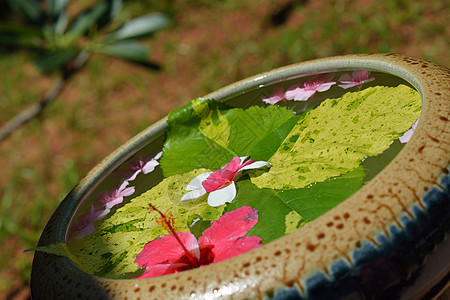 具有美丽花朵本底的水杯热带岩石花瓣植物群治疗按摩香气花园疗法植物图片