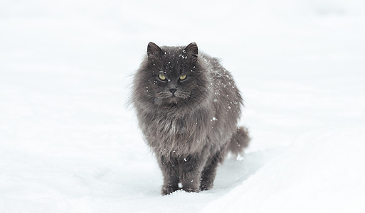 灰猫站在冬天的白雪中图片