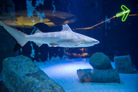 鲨鱼在水族馆游泳铅球捕食者厚脸珊瑚环境海洋荒野野生动物危险动物图片