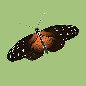 海利卡尼乌斯·海凯 或老虎垂死蝴蝶图片