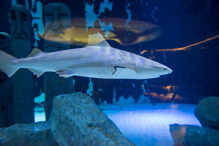 鲨鱼在水族馆游泳潜水海洋盐水软骨动物群水域蓝色捕食者荒野动物图片