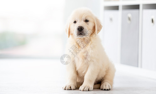 宝宝和狗有趣的检索小狗喜悦地面婴儿生长宠物哺乳动物猎犬闲暇快乐伴侣背景