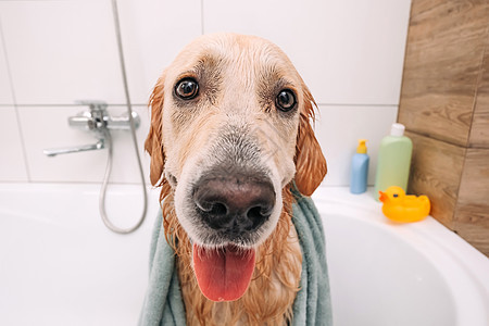 金色寻金犬洗澡气泡动物猎犬泡沫浴室浴缸犬类打扫肥皂淋浴图片