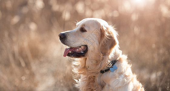 户外金色寻金犬场地哺乳动物朋友猎犬运动跑步公园动物犬类宠物图片