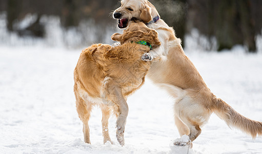 两只金色猎犬在户外乐趣宠物白色公园犬类朋友哺乳动物金子动物图片