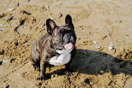 法国斗牛犬在沙地上坐着 舌头伸出来图片