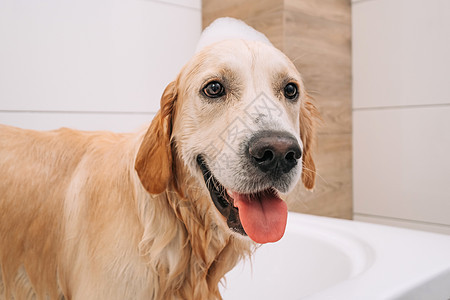 金色寻金犬洗澡浴缸打扫洗发水动物气泡毛巾犬类猎犬肥皂泡沫图片