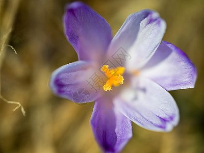 春紫花叶子荒野季节植物蓝色植物群紫色鸢尾花宏观花瓣图片