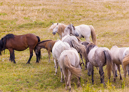 美丽的野马肖像跑步自由哺乳动物草地蓝色小马天空板栗马术动物图片