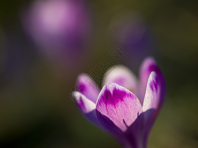 春紫花生长花朵植物群红花花瓣生活植物荒野紫色蓝色图片