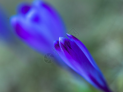 春紫花紫色植物群蓝色花园生长森林红花宏观荒野花朵图片