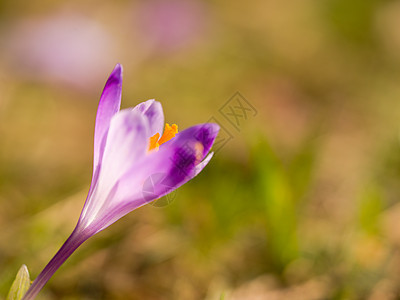 春紫花生长宏观鸢尾花荒野紫色植物森林红花叶子花朵图片