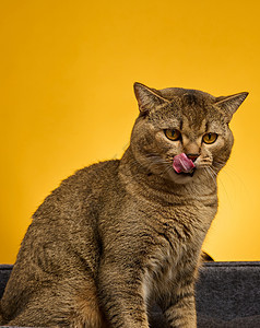 黄色背景上的成年灰色苏格兰直猫的肖像画Name动物猫咪短发舌头胡须宠物工作室小猫哺乳动物嘴唇图片