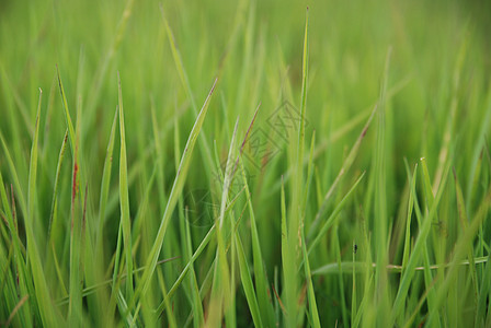 绿草带远光透镜叶子生长草地阳光植被生活牧场场地精神宏观图片