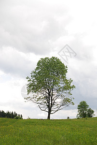 孤独的树场地场景天堂小路高尔夫球天空爬坡道草地快乐植物图片