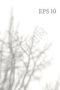 透明的天然树枝阴影 光效叠加 网格 展示您的设计卡片 海报 故事 照片逼真的插图墙纸品牌推广窗户阳光婚礼小样树叶叶子太阳图片