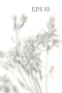 透明的天然植物影子 光效叠加 网格 展示您的设计卡片 海报 故事 照片逼真的插图推广树叶婚礼阳光窗户墙纸阴影叶子太阳品牌图片