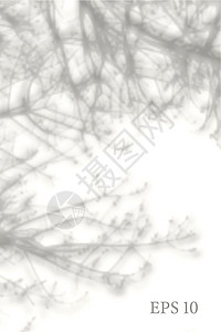 透明的天然植物影子 光效叠加 网格 展示您的设计卡片 海报 故事 照片逼真的插图太阳树叶叶子小样阳光窗户推广墙纸婚礼阴影图片