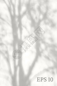 透明天然树影 光效应覆盖 网格 展示设计卡 海报 故事 照片现实化插图 并用图像显示图片