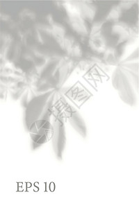 透明的天然植物影子 光效叠加 网格 展示您的设计卡片 海报 故事 照片逼真的插图叶子太阳品牌墙纸婚礼小样阴影推广窗户树叶图片