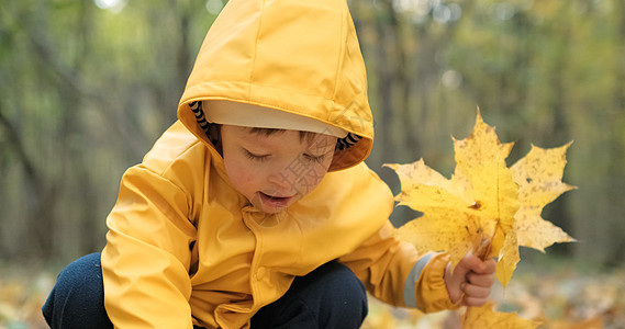 小可爱的小女孩在秋森林里 收集加拿大的橄榄树叶数据中心婴儿乐趣公园黄色叶子天气孩子们喜悦空气图片