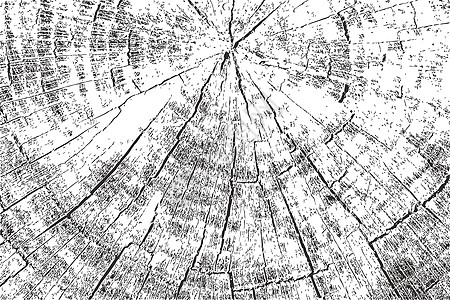 白色背景上隔绝的天然木年圆环树干纹理 无缝型状格龙效应 老旧风格插图图片