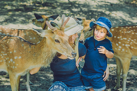 母亲和儿子用热带动物园的手喂养美丽的鹿女孩成人野生动物外套哺乳动物栅栏公园农场食物童年图片