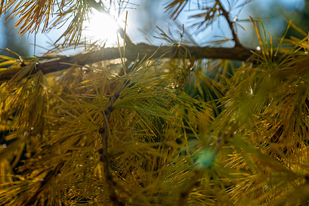 在太阳的晨光下 拉里克斯西比里卡 柔性有选择的焦点 松树枝在无重点状态下背景环境植被针叶散景落叶黄色森林叶子林业图片
