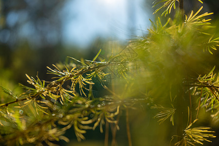 在太阳的晨光下 拉里克斯西比里卡 柔性有选择的焦点 松树枝在无重点状态下环境生态落叶植被枝条散景针叶分支黄色选择性图片