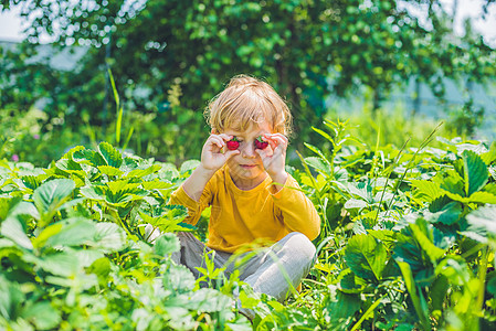 快乐的小男孩采摘和吃草莓生物微笑收成生长家庭孩子水果种植园场地幸福图片