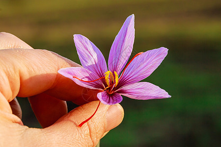 手握着新鲜切开的红花朵 紫花椰子花和红丝雀图片