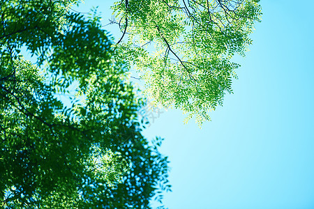 绿树香叶子树叶面具植物环境森林活力花园树木阳光背景图片