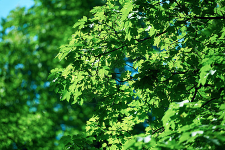 绿树香太阳树叶森林阳光花园面具树木公园角落桦木图片
