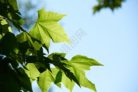 树树枝太阳植物植物群晴天叶子蓝色生长阳光环境木头图片