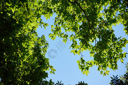 树树枝树木木头树叶晴天植物森林蓝色生长太阳叶子图片