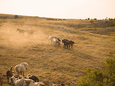 野马鬃毛日落哺乳动物地面太阳农场情绪跑步马术自由图片