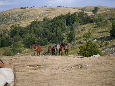 野马太阳马术天空马匹团体农场跑步自由鬃毛日落图片