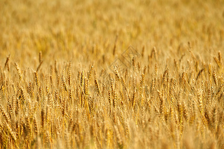 背景蓝天的小麦田野内小麦字段金子粮食太阳植物农业场景天空天气季节农场图片