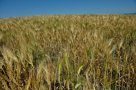 背景蓝天的小麦田野内小麦字段稻草蓝色种子食物谷物金子天空草地农村天气图片