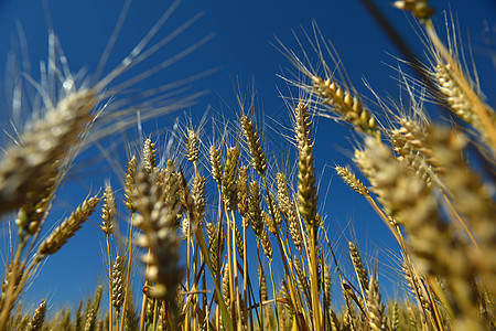 背景蓝天的小麦田野内小麦字段阳光天空蓝色收成粮食金子生长种子季节天气图片