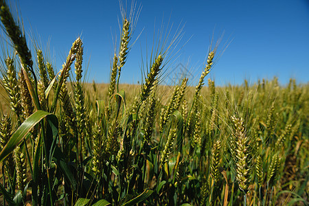 背景蓝天的小麦田野内小麦字段收成季节农村农业太阳玉米植物食物面包蓝色图片