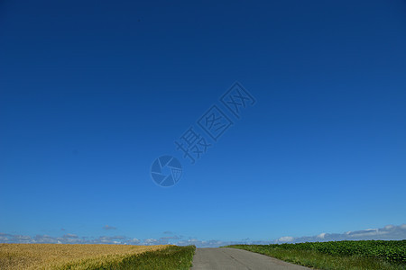 背景蓝天的小麦田野内小麦字段场景土地面包食物天空金子阳光农业稻草太阳图片