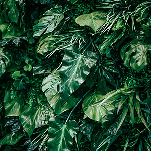 热带树叶作为自然和环境背景 植物园和花卉背景 植物生长和景观设计食物植物学森林叶子种植园棕榈雨林手掌装饰异国图片