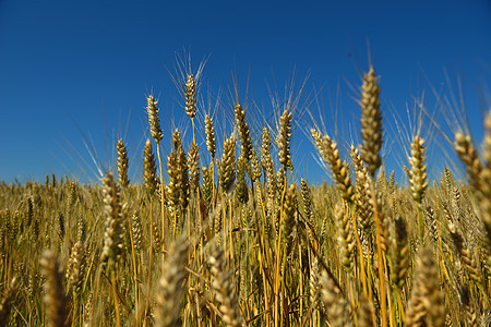 背景蓝天的小麦田野内小麦字段粮食天空生长季节金子农业草地天气收成太阳图片