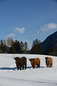冬季的牛牛动物牛奶牧场农村草地国家荒野天气高地喇叭小牛背景图片